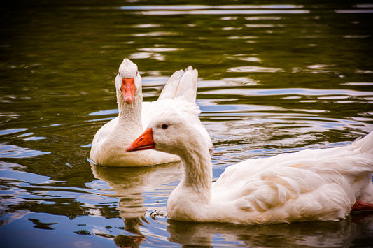 6 Animals You Might See in the Springtime